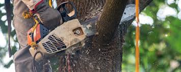 Why Choose Our Tree Removal Services in Buena, NJ?