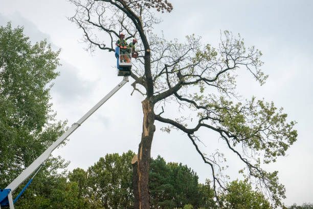 Trusted Buena, NJ  Tree Services Experts